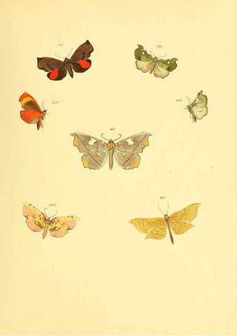 Reproducción/Reproduction 6140458932: Sammlung neuer oder wenig bekannter aussereuropäischer Schmetterlinge. Bd.1. Regensburg :G.J. Manz,1850/1858 [i.e. 1858-1869]