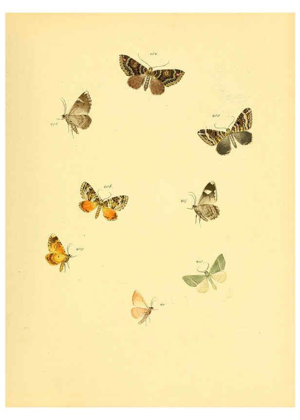 Reproducción/Reproduction 6139907451: Sammlung neuer oder wenig bekannter aussereuropäischer Schmetterlinge. Bd.1. Regensburg :G.J. Manz,1850/1858 [i.e. 1858-1869]