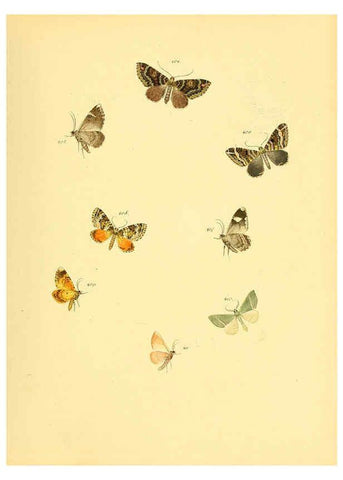 Reproducción/Reproduction 6139907451: Sammlung neuer oder wenig bekannter aussereuropäischer Schmetterlinge. Bd.1. Regensburg :G.J. Manz,1850/1858 [i.e. 1858-1869]