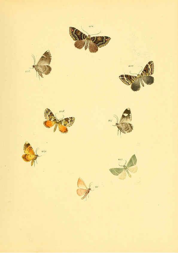 Reproducción/Reproduction 6139907451: Sammlung neuer oder wenig bekannter aussereuropäischer Schmetterlinge. Bd.1. Regensburg :G.J. Manz,1850/1858 [i.e. 1858-1869]