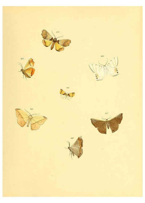 Reproducción/Reproduction 6139907643: Sammlung neuer oder wenig bekannter aussereuropäischer Schmetterlinge. Bd.1. Regensburg :G.J. Manz,1850/1858 [i.e. 1858-1869]