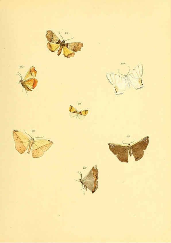 Reproducción/Reproduction 6139907643: Sammlung neuer oder wenig bekannter aussereuropäischer Schmetterlinge. Bd.1. Regensburg :G.J. Manz,1850/1858 [i.e. 1858-1869]