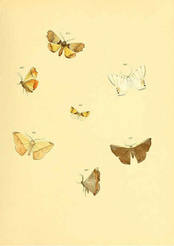 Reproducción/Reproduction 6139907643: Sammlung neuer oder wenig bekannter aussereuropäischer Schmetterlinge. Bd.1. Regensburg :G.J. Manz,1850/1858 [i.e. 1858-1869]