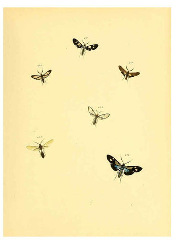Reproducción/Reproduction 6140459718: Sammlung neuer oder wenig bekannter aussereuropäischer Schmetterlinge. Bd.1. Regensburg :G.J. Manz,1850/1858 [i.e. 1858-1869]