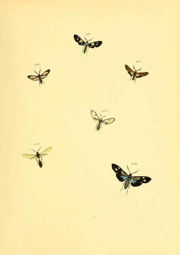 Reproducción/Reproduction 6140459718: Sammlung neuer oder wenig bekannter aussereuropäischer Schmetterlinge. Bd.1. Regensburg :G.J. Manz,1850/1858 [i.e. 1858-1869]