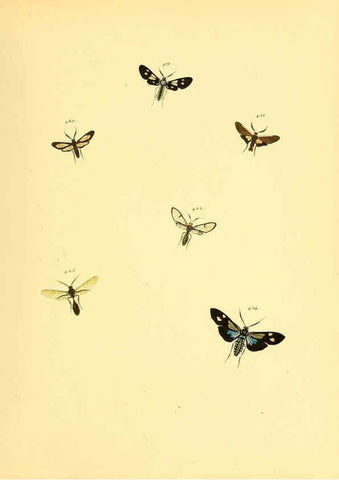 Reproducción/Reproduction 6140459718: Sammlung neuer oder wenig bekannter aussereuropäischer Schmetterlinge. Bd.1. Regensburg :G.J. Manz,1850/1858 [i.e. 1858-1869]