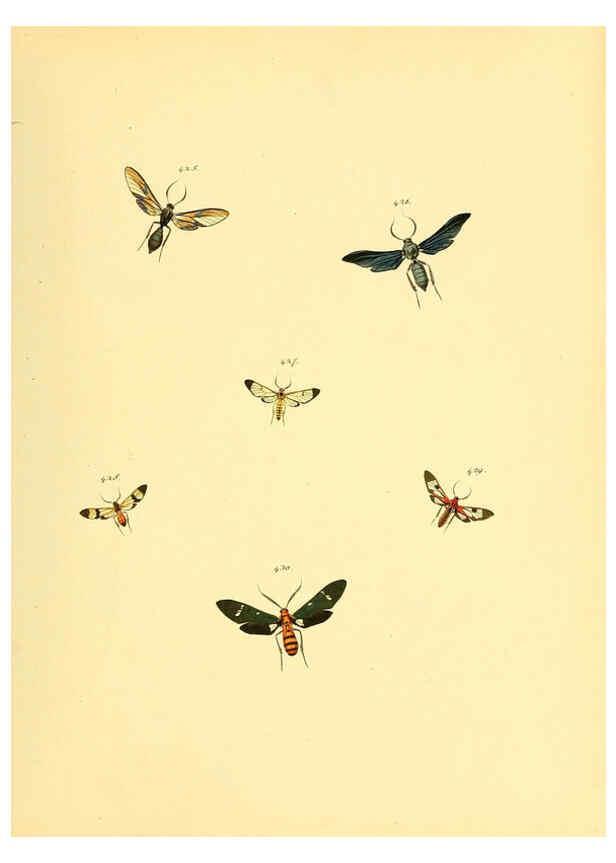 Reproducción/Reproduction 6140459982: Sammlung neuer oder wenig bekannter aussereuropäischer Schmetterlinge. Bd.1. Regensburg :G.J. Manz,1850/1858 [i.e. 1858-1869]