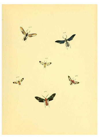 Reproducción/Reproduction 6140459982: Sammlung neuer oder wenig bekannter aussereuropäischer Schmetterlinge. Bd.1. Regensburg :G.J. Manz,1850/1858 [i.e. 1858-1869]