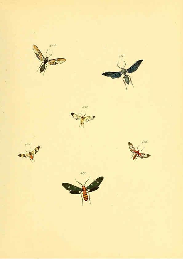 Reproducción/Reproduction 6140459982: Sammlung neuer oder wenig bekannter aussereuropäischer Schmetterlinge. Bd.1. Regensburg :G.J. Manz,1850/1858 [i.e. 1858-1869]