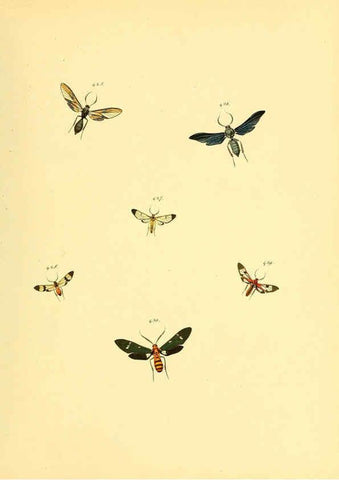 Reproducción/Reproduction 6140459982: Sammlung neuer oder wenig bekannter aussereuropäischer Schmetterlinge. Bd.1. Regensburg :G.J. Manz,1850/1858 [i.e. 1858-1869]