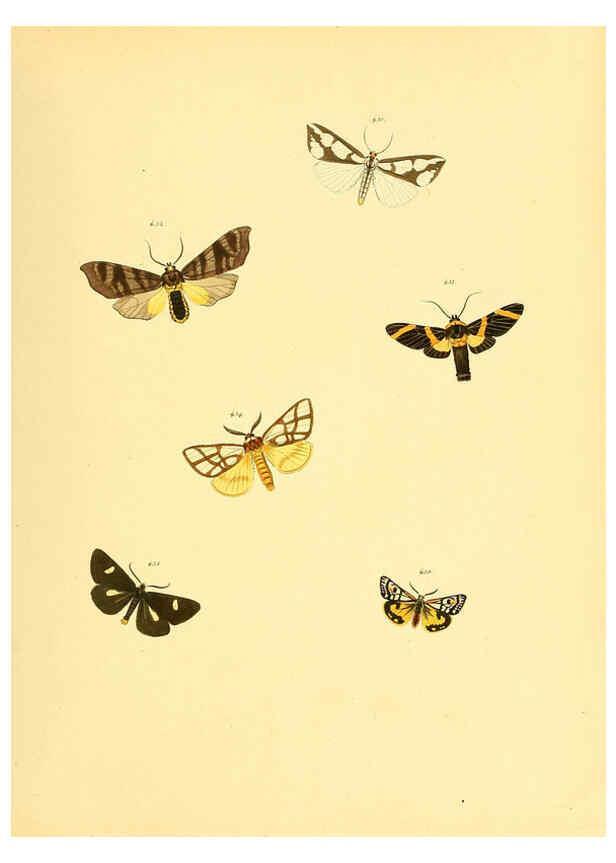 Reproducción/Reproduction 6140460226: Sammlung neuer oder wenig bekannter aussereuropäischer Schmetterlinge. Bd.1. Regensburg :G.J. Manz,1850/1858 [i.e. 1858-1869]