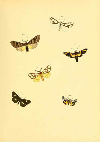 Reproducción/Reproduction 6140460226: Sammlung neuer oder wenig bekannter aussereuropäischer Schmetterlinge. Bd.1. Regensburg :G.J. Manz,1850/1858 [i.e. 1858-1869]