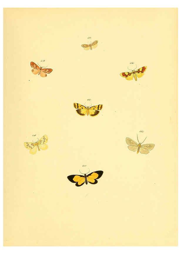 Reproducción/Reproduction 6139908861: Sammlung neuer oder wenig bekannter aussereuropäischer Schmetterlinge. Bd.1. Regensburg :G.J. Manz,1850/1858 [i.e. 1858-1869]