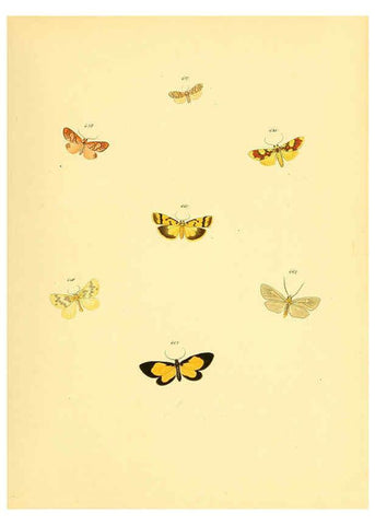 Reproducción/Reproduction 6139908861: Sammlung neuer oder wenig bekannter aussereuropäischer Schmetterlinge. Bd.1. Regensburg :G.J. Manz,1850/1858 [i.e. 1858-1869]