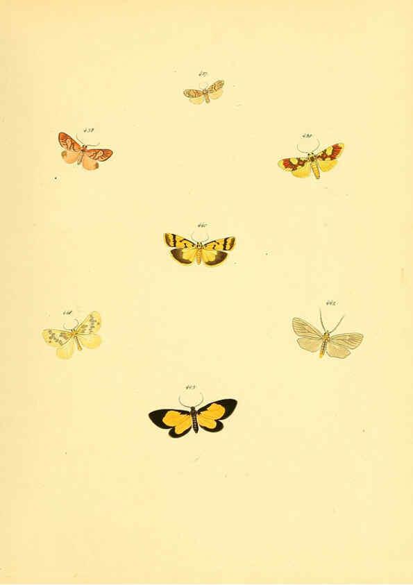 Reproducción/Reproduction 6139908861: Sammlung neuer oder wenig bekannter aussereuropäischer Schmetterlinge. Bd.1. Regensburg :G.J. Manz,1850/1858 [i.e. 1858-1869]