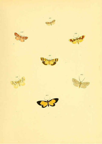 Reproducción/Reproduction 6139908861: Sammlung neuer oder wenig bekannter aussereuropäischer Schmetterlinge. Bd.1. Regensburg :G.J. Manz,1850/1858 [i.e. 1858-1869]