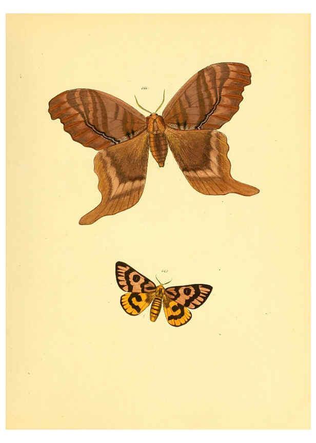 Reproducción/Reproduction 6139909093: Sammlung neuer oder wenig bekannter aussereuropäischer Schmetterlinge. Bd.1. Regensburg :G.J. Manz,1850/1858 [i.e. 1858-1869]
