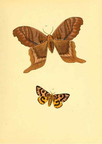 Reproducción/Reproduction 6139909093: Sammlung neuer oder wenig bekannter aussereuropäischer Schmetterlinge. Bd.1. Regensburg :G.J. Manz,1850/1858 [i.e. 1858-1869]