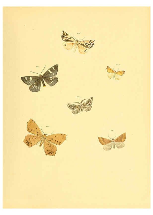 Reproducción/Reproduction 6140461114: Sammlung neuer oder wenig bekannter aussereuropäischer Schmetterlinge. Bd.1. Regensburg :G.J. Manz,1850/1858 [i.e. 1858-1869]