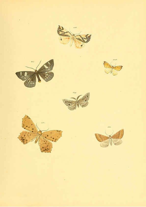 Reproducción/Reproduction 6140461114: Sammlung neuer oder wenig bekannter aussereuropäischer Schmetterlinge. Bd.1. Regensburg :G.J. Manz,1850/1858 [i.e. 1858-1869]