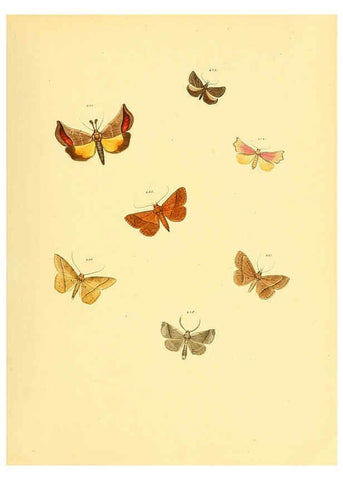 Reproducción/Reproduction 6139910049: Sammlung neuer oder wenig bekannter aussereuropäischer Schmetterlinge. Bd.1. Regensburg :G.J. Manz,1850/1858 [i.e. 1858-1869]