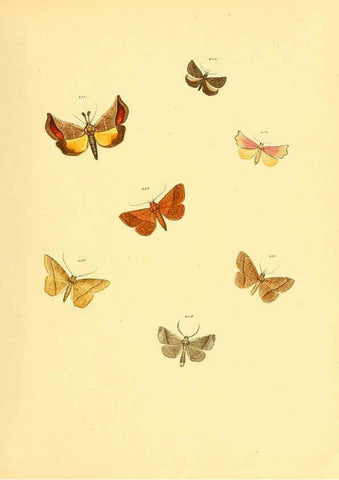 Reproducción/Reproduction 6139910049: Sammlung neuer oder wenig bekannter aussereuropäischer Schmetterlinge. Bd.1. Regensburg :G.J. Manz,1850/1858 [i.e. 1858-1869]