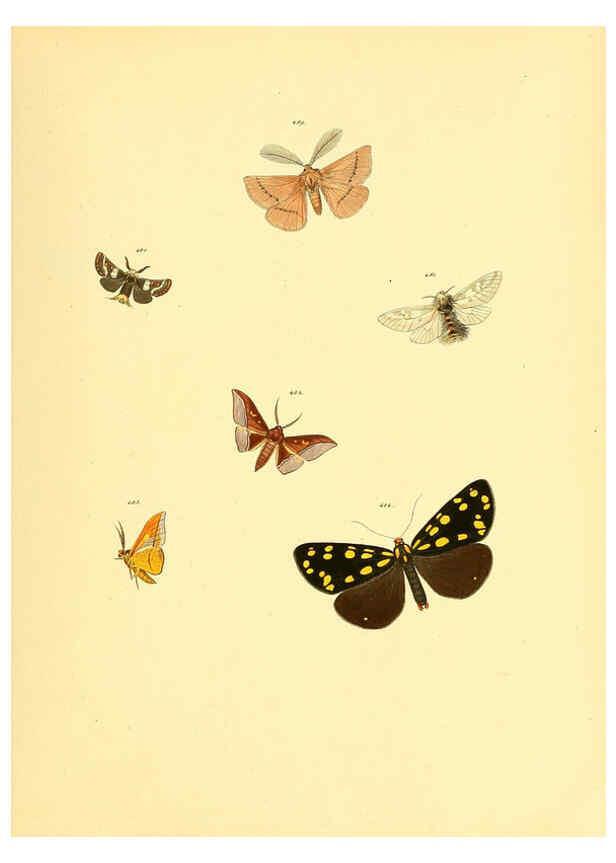 Reproducción/Reproduction 6140462122: Sammlung neuer oder wenig bekannter aussereuropäischer Schmetterlinge. Bd.1. Regensburg :G.J. Manz,1850/1858 [i.e. 1858-1869]