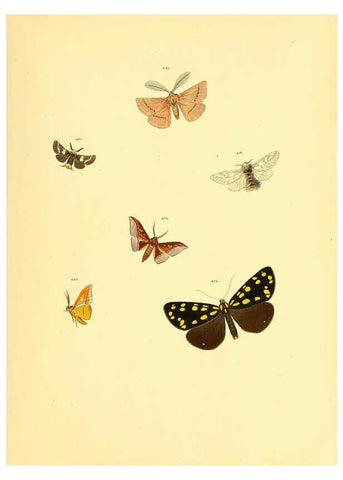 Reproducción/Reproduction 6140462122: Sammlung neuer oder wenig bekannter aussereuropäischer Schmetterlinge. Bd.1. Regensburg :G.J. Manz,1850/1858 [i.e. 1858-1869]