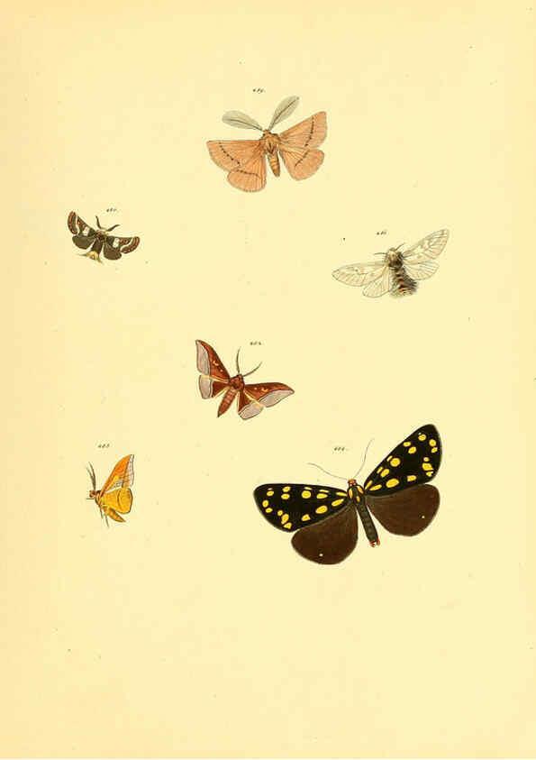 Reproducción/Reproduction 6140462122: Sammlung neuer oder wenig bekannter aussereuropäischer Schmetterlinge. Bd.1. Regensburg :G.J. Manz,1850/1858 [i.e. 1858-1869]