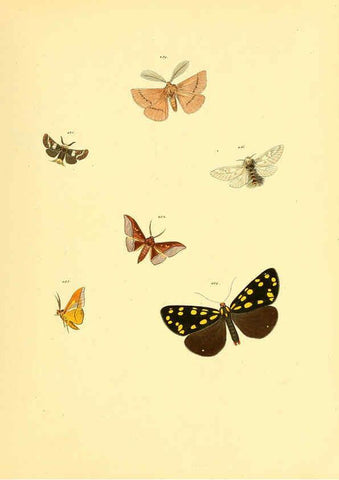 Reproducción/Reproduction 6140462122: Sammlung neuer oder wenig bekannter aussereuropäischer Schmetterlinge. Bd.1. Regensburg :G.J. Manz,1850/1858 [i.e. 1858-1869]