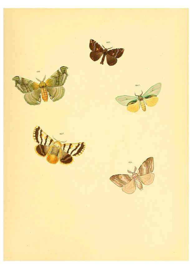 Reproducción/Reproduction 6140462442: Sammlung neuer oder wenig bekannter aussereuropäischer Schmetterlinge. Bd.1. Regensburg :G.J. Manz,1850/1858 [i.e. 1858-1869]