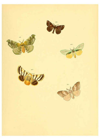 Reproducción/Reproduction 6140462442: Sammlung neuer oder wenig bekannter aussereuropäischer Schmetterlinge. Bd.1. Regensburg :G.J. Manz,1850/1858 [i.e. 1858-1869]