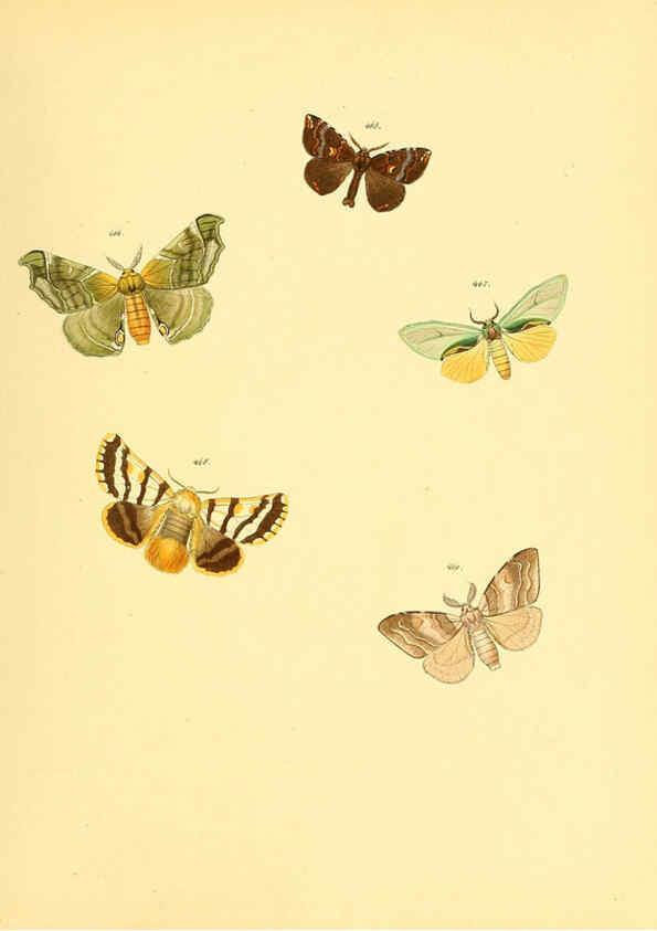 Reproducción/Reproduction 6140462442: Sammlung neuer oder wenig bekannter aussereuropäischer Schmetterlinge. Bd.1. Regensburg :G.J. Manz,1850/1858 [i.e. 1858-1869]
