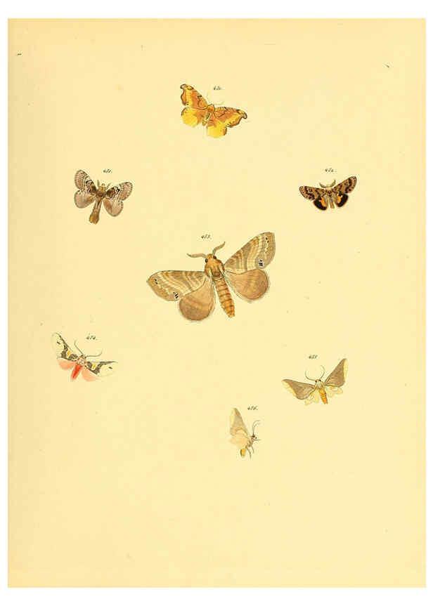 Reproducción/Reproduction 6139911001: Sammlung neuer oder wenig bekannter aussereuropäischer Schmetterlinge. Bd.1. Regensburg :G.J. Manz,1850/1858 [i.e. 1858-1869]