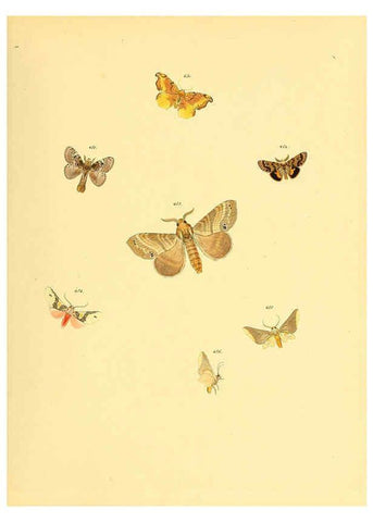 Reproducción/Reproduction 6139911001: Sammlung neuer oder wenig bekannter aussereuropäischer Schmetterlinge. Bd.1. Regensburg :G.J. Manz,1850/1858 [i.e. 1858-1869]