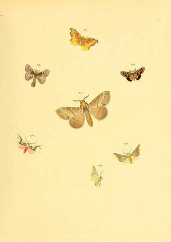 Reproducción/Reproduction 6139911001: Sammlung neuer oder wenig bekannter aussereuropäischer Schmetterlinge. Bd.1. Regensburg :G.J. Manz,1850/1858 [i.e. 1858-1869]