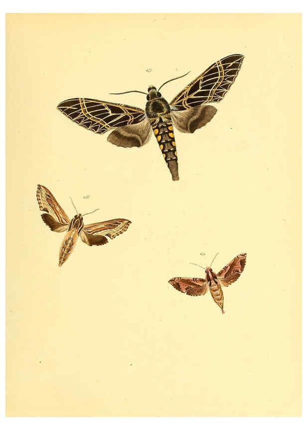Reproducción/Reproduction 6140463088: Sammlung neuer oder wenig bekannter aussereuropäischer Schmetterlinge. Bd.1. Regensburg :G.J. Manz,1850/1858 [i.e. 1858-1869]
