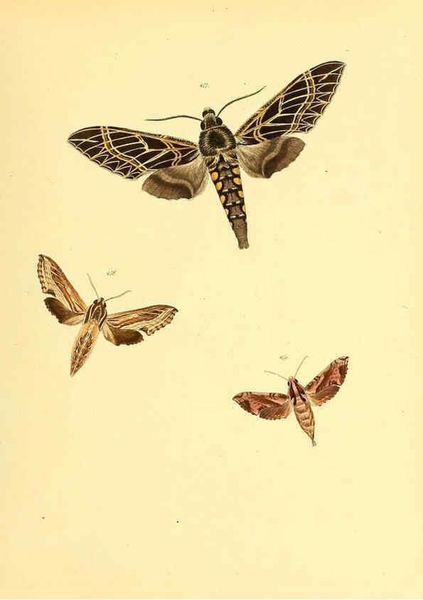 Reproducción/Reproduction 6140463088: Sammlung neuer oder wenig bekannter aussereuropäischer Schmetterlinge. Bd.1. Regensburg :G.J. Manz,1850/1858 [i.e. 1858-1869]