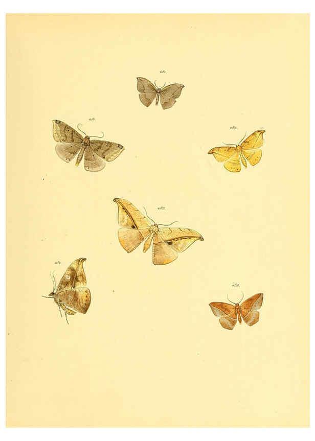 Reproducción/Reproduction 6140463352: Sammlung neuer oder wenig bekannter aussereuropäischer Schmetterlinge. Bd.1. Regensburg :G.J. Manz,1850/1858 [i.e. 1858-1869]