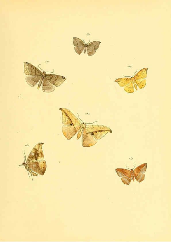 Reproducción/Reproduction 6140463352: Sammlung neuer oder wenig bekannter aussereuropäischer Schmetterlinge. Bd.1. Regensburg :G.J. Manz,1850/1858 [i.e. 1858-1869]