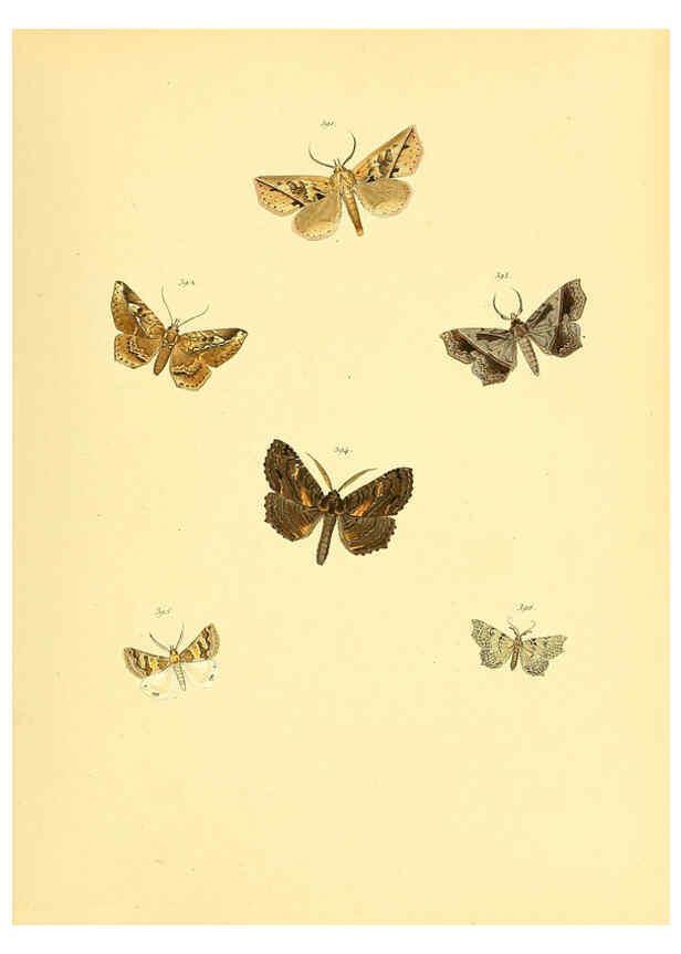Reproducción/Reproduction 6140458672: Sammlung neuer oder wenig bekannter aussereuropäischer Schmetterlinge. Bd.1. Regensburg :G.J. Manz,1850/1858 [i.e. 1858-1869]