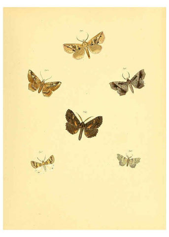 Reproducción/Reproduction 6140458672: Sammlung neuer oder wenig bekannter aussereuropäischer Schmetterlinge. Bd.1. Regensburg :G.J. Manz,1850/1858 [i.e. 1858-1869]