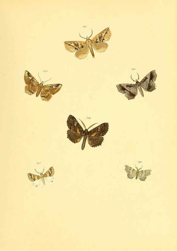 Reproducción/Reproduction 6140458672: Sammlung neuer oder wenig bekannter aussereuropäischer Schmetterlinge. Bd.1. Regensburg :G.J. Manz,1850/1858 [i.e. 1858-1869]