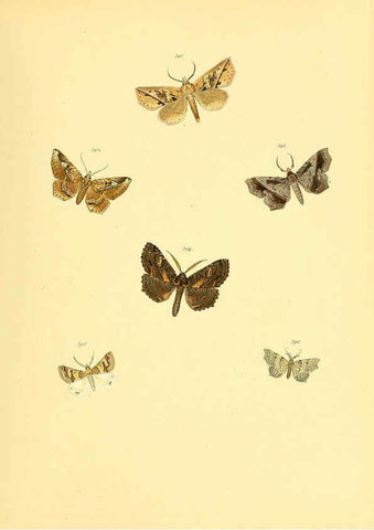 Reproducción/Reproduction 6140458672: Sammlung neuer oder wenig bekannter aussereuropäischer Schmetterlinge. Bd.1. Regensburg :G.J. Manz,1850/1858 [i.e. 1858-1869]