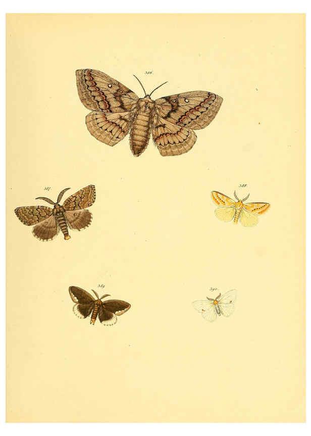 Reproducción/Reproduction 6140458430: Sammlung neuer oder wenig bekannter aussereuropäischer Schmetterlinge. Bd.1. Regensburg :G.J. Manz,1850/1858 [i.e. 1858-1869]