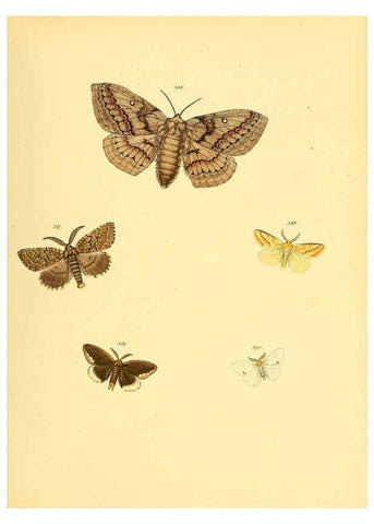 Reproducción/Reproduction 6140458430: Sammlung neuer oder wenig bekannter aussereuropäischer Schmetterlinge. Bd.1. Regensburg :G.J. Manz,1850/1858 [i.e. 1858-1869]