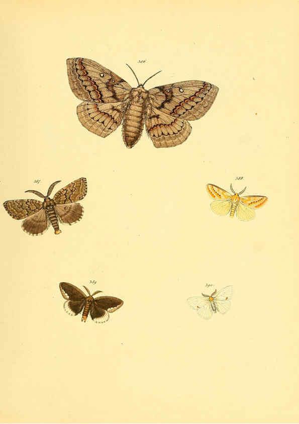 Reproducción/Reproduction 6140458430: Sammlung neuer oder wenig bekannter aussereuropäischer Schmetterlinge. Bd.1. Regensburg :G.J. Manz,1850/1858 [i.e. 1858-1869]