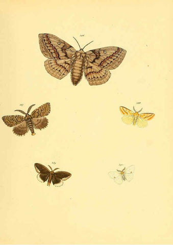 Reproducción/Reproduction 6140458430: Sammlung neuer oder wenig bekannter aussereuropäischer Schmetterlinge. Bd.1. Regensburg :G.J. Manz,1850/1858 [i.e. 1858-1869]