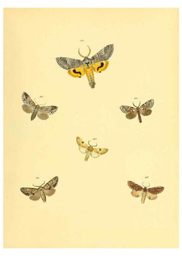 Reproducción/Reproduction 6139906421: Sammlung neuer oder wenig bekannter aussereuropäischer Schmetterlinge. Bd.1. Regensburg :G.J. Manz,1850/1858 [i.e. 1858-1869]