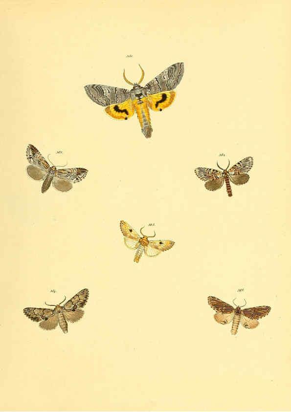 Reproducción/Reproduction 6139906421: Sammlung neuer oder wenig bekannter aussereuropäischer Schmetterlinge. Bd.1. Regensburg :G.J. Manz,1850/1858 [i.e. 1858-1869]